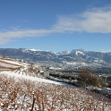 Vignes neige Chardonne - 001